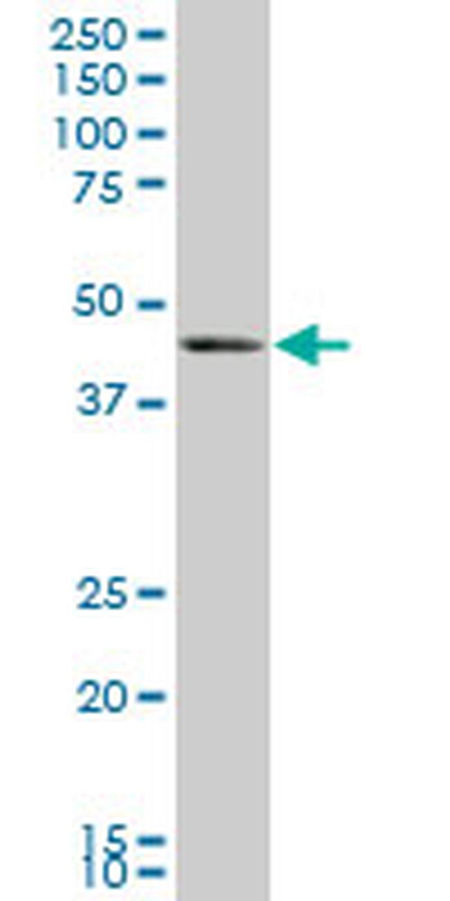 BMP7 Antibody in Western Blot (WB)