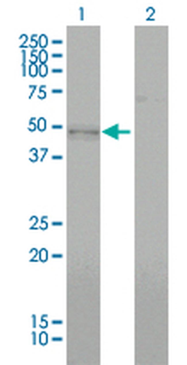 BMP7 Antibody in Western Blot (WB)