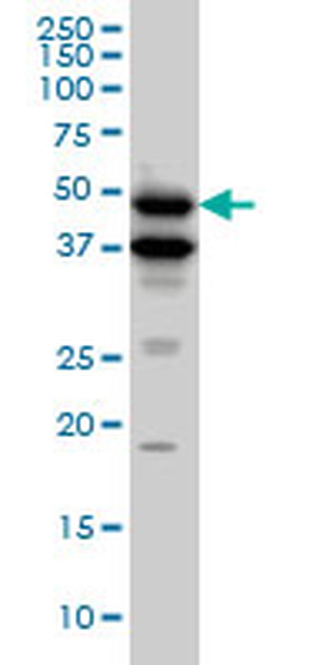 BMP7 Antibody in Western Blot (WB)