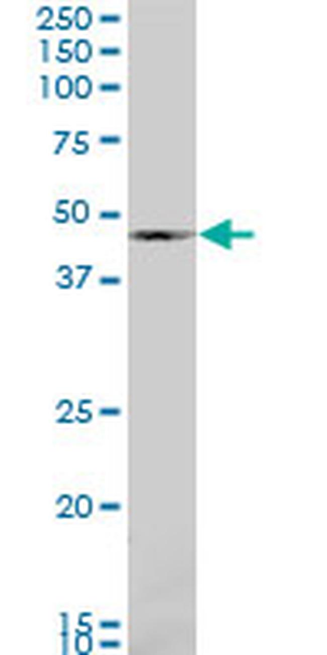 BMP7 Antibody in Western Blot (WB)