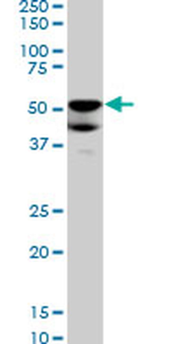 BMP7 Antibody in Western Blot (WB)