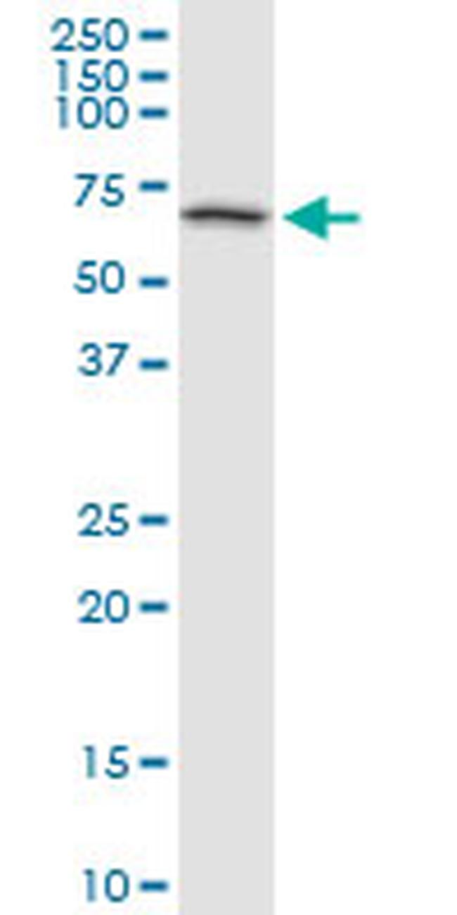 BMPR1B Antibody in Western Blot (WB)