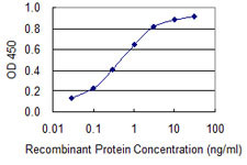 BRCA2 Antibody in ELISA (ELISA)