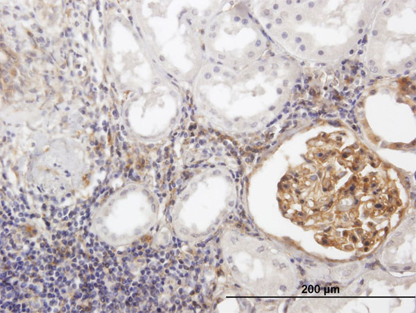 BST2 Antibody in Immunohistochemistry (Paraffin) (IHC (P))