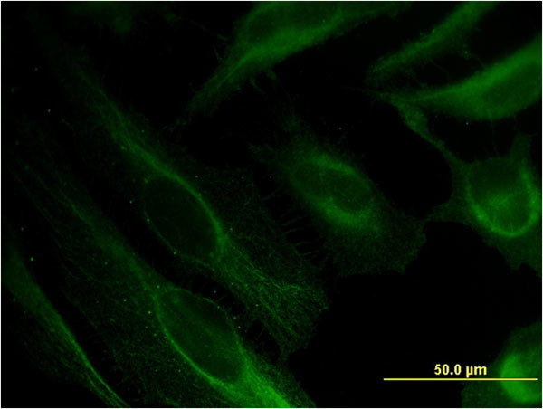 BST2 Antibody in Immunocytochemistry (ICC/IF)