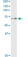 BTD Antibody in Immunoprecipitation (IP)