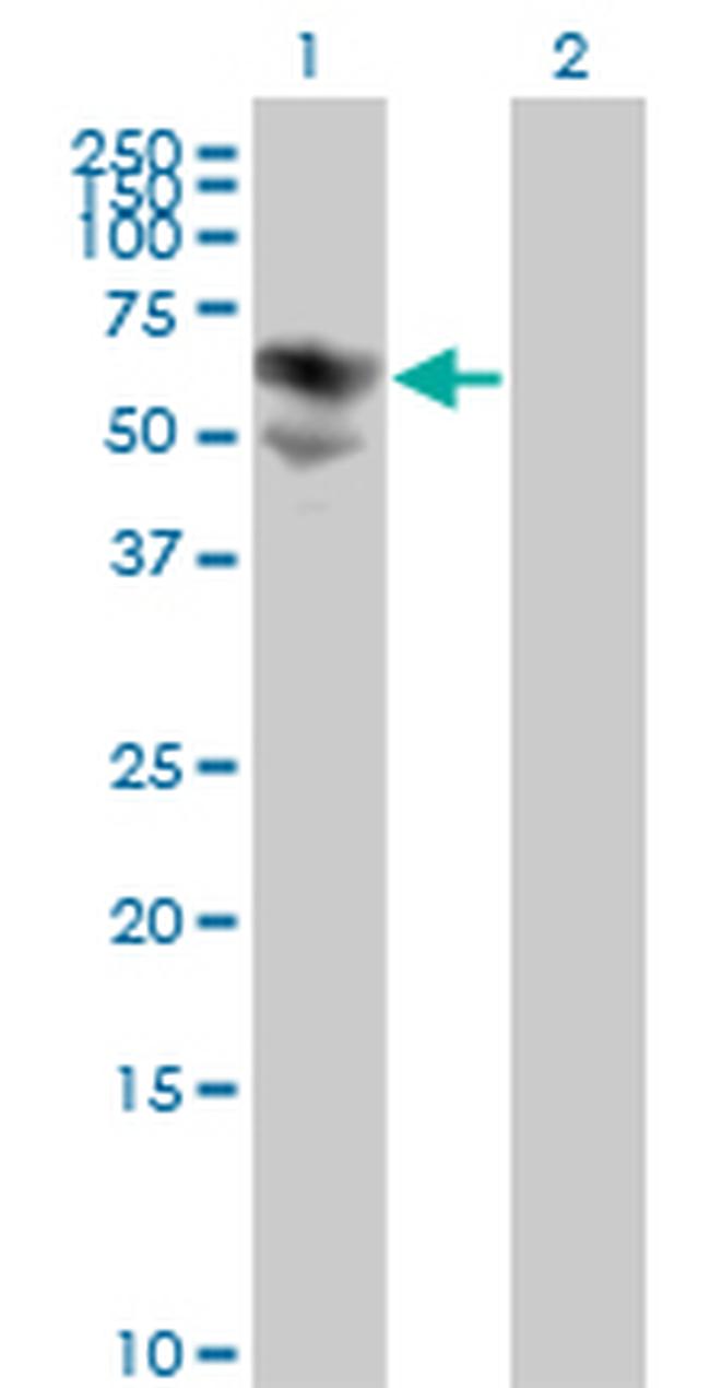 BTD Antibody in Western Blot (WB)