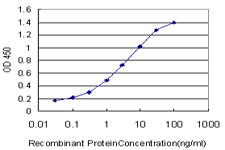 KLF9 Antibody in ELISA (ELISA)