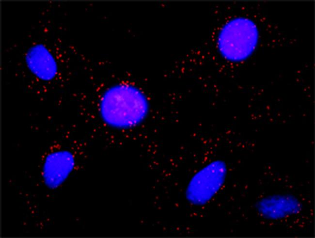 BUB1 Antibody in Proximity Ligation Assay (PLA) (PLA)