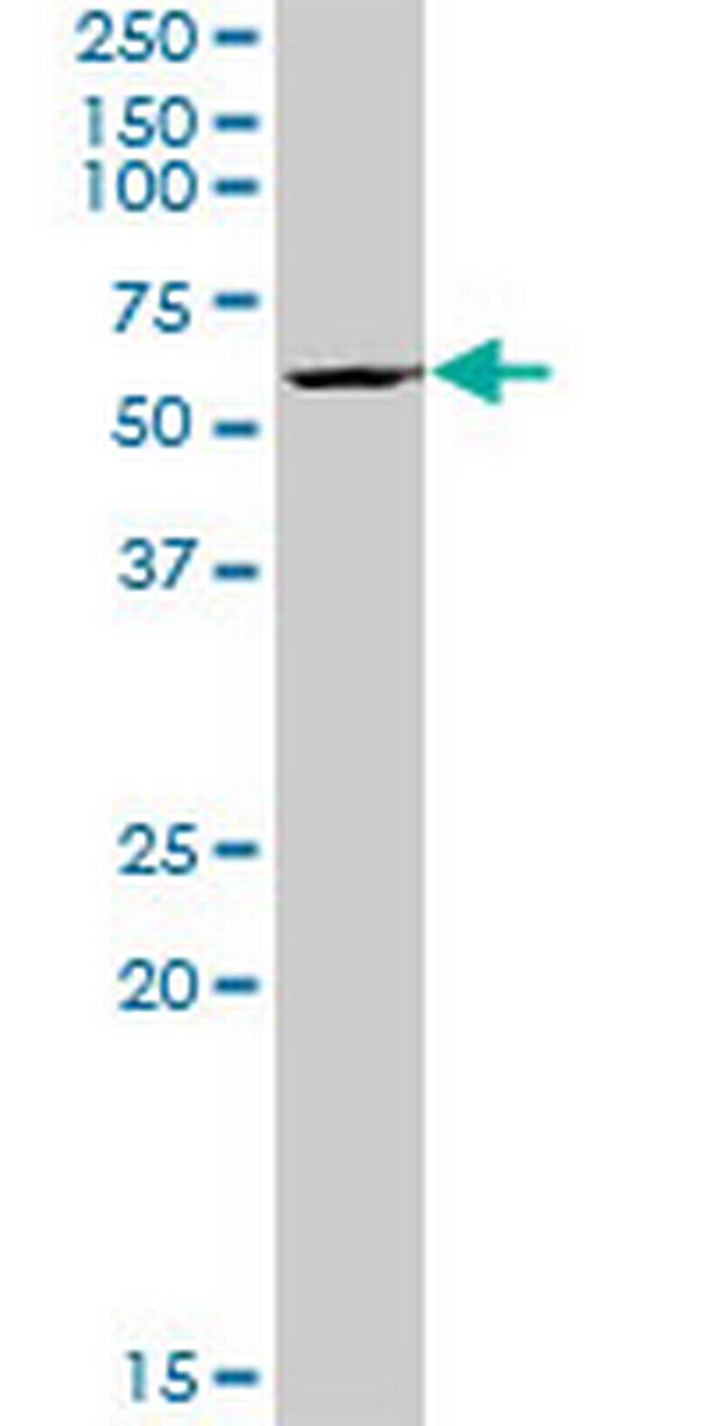 BYSL Antibody in Western Blot (WB)