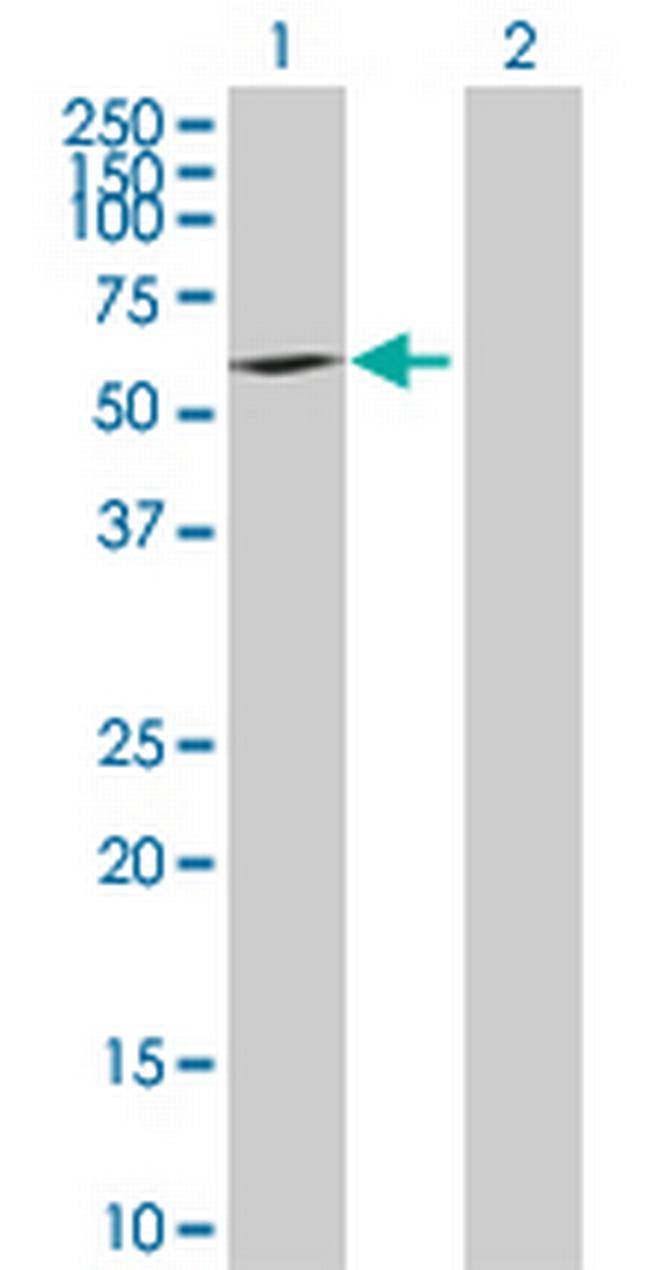 BYSL Antibody in Western Blot (WB)