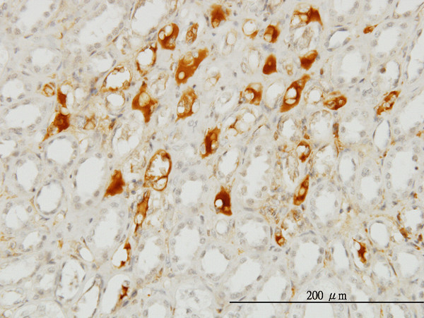 SERPING1 Antibody in Immunohistochemistry (Paraffin) (IHC (P))