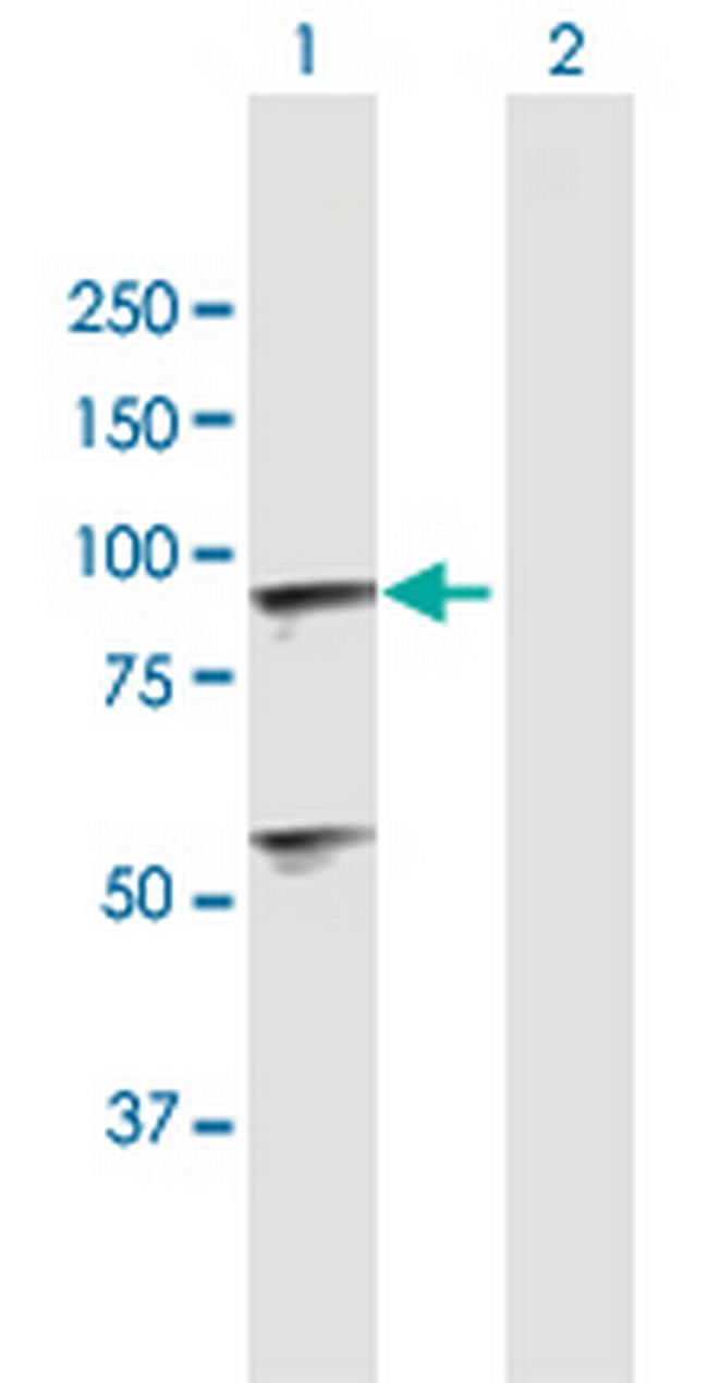 C1R Antibody in Western Blot (WB)