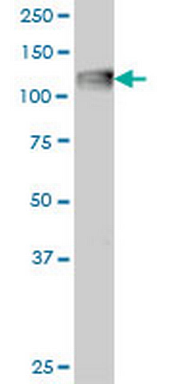 C3 Antibody in Western Blot (WB)