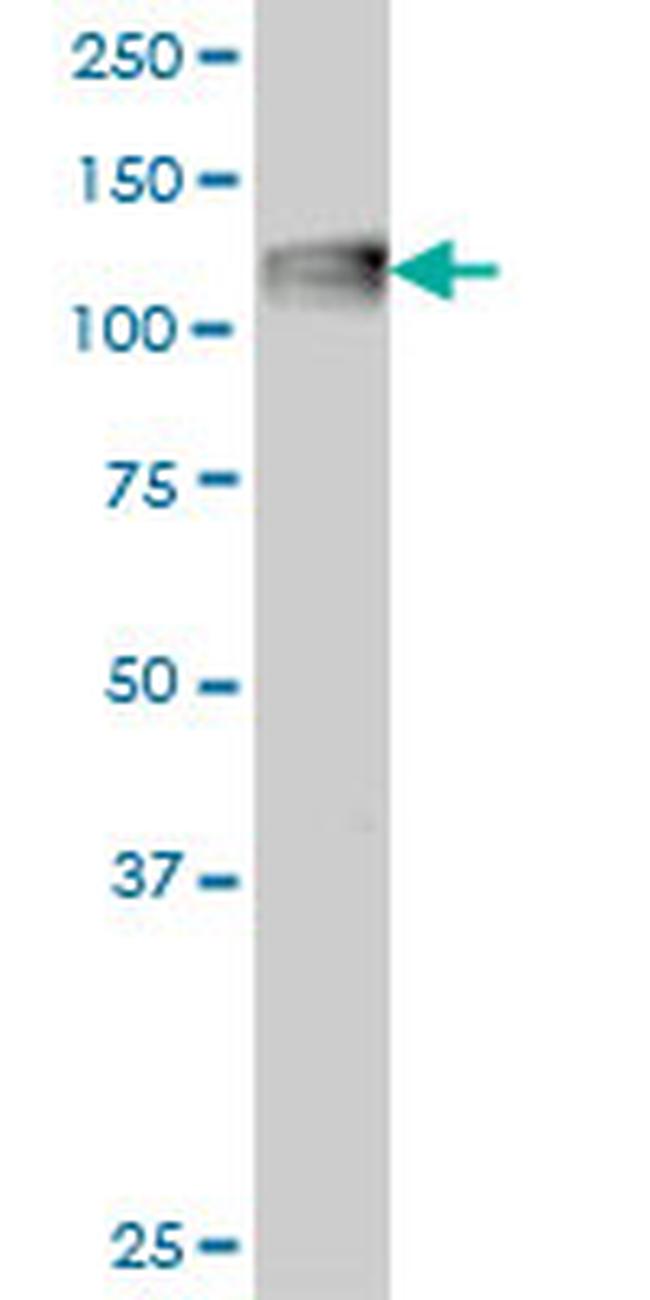 C3 Antibody in Western Blot (WB)