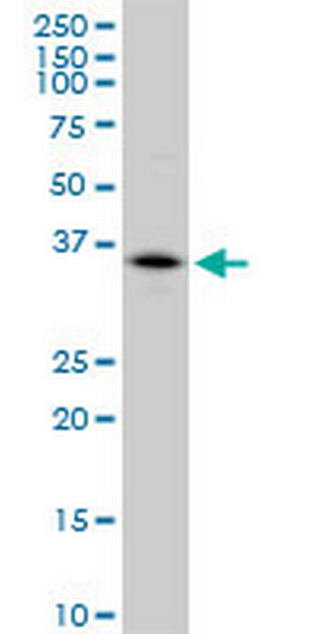 CA4 Antibody in Western Blot (WB)