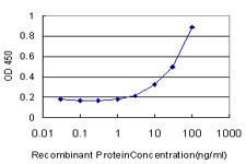 CAMK2A Antibody in ELISA (ELISA)