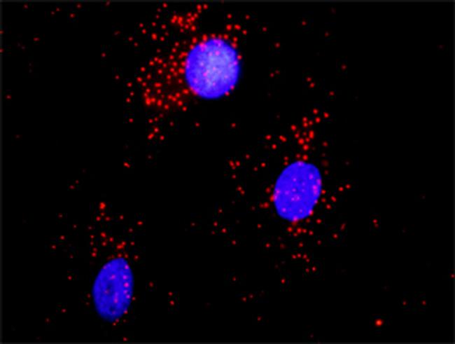 CAMK2A Antibody in Proximity Ligation Assay (PLA) (PLA)