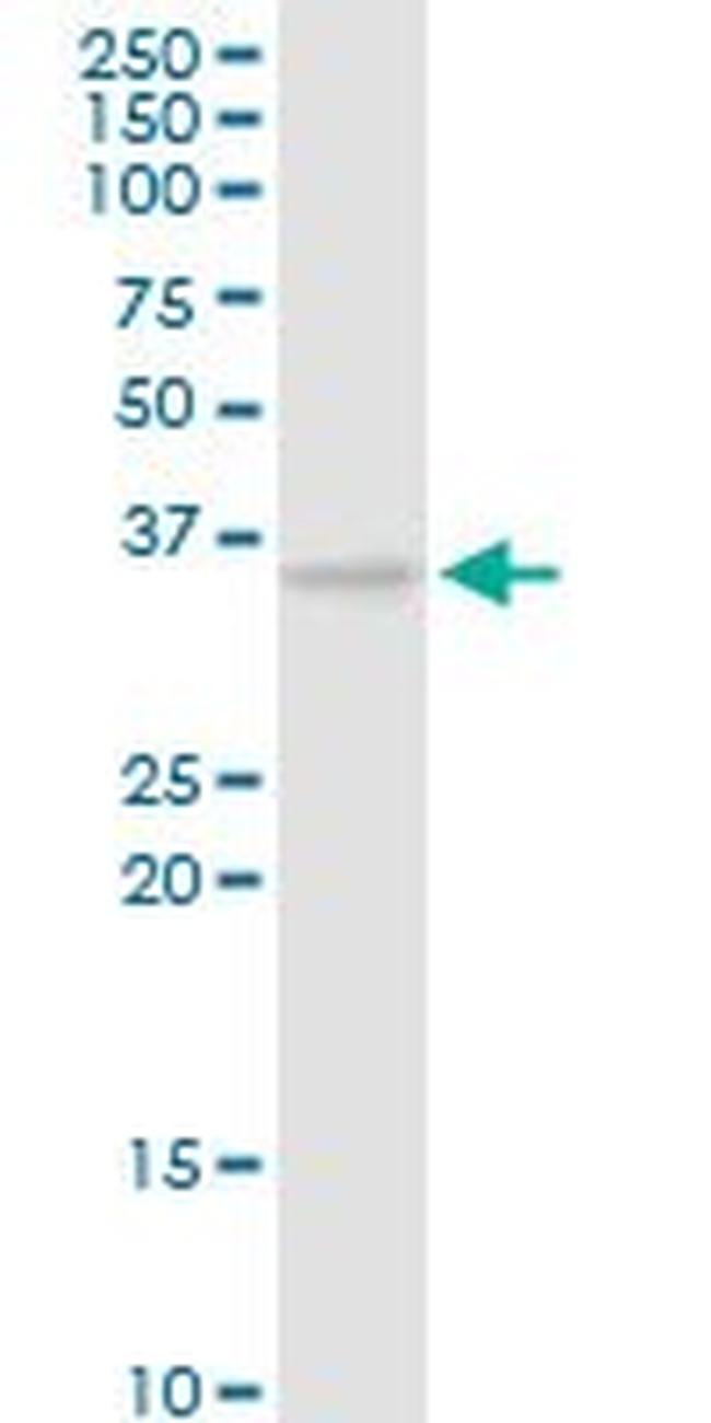 CAMLG Antibody in Western Blot (WB)