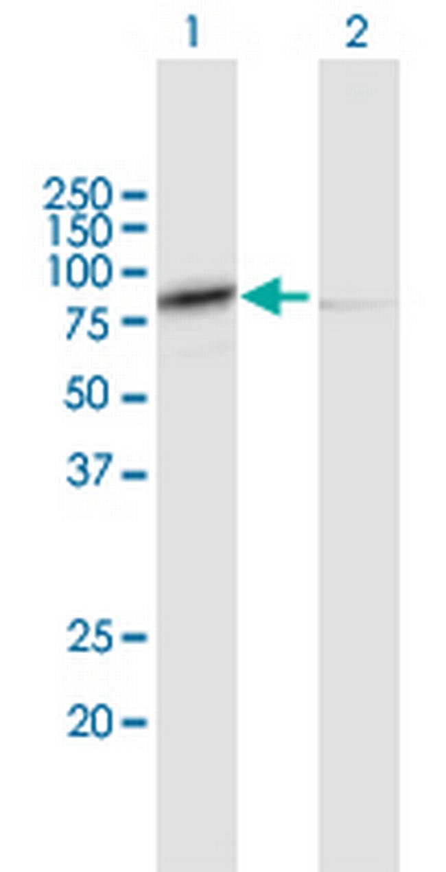 CAPN1 Antibody in Western Blot (WB)