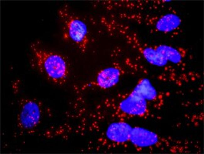 CASP3 Antibody in Proximity Ligation Assay (PLA) (PLA)