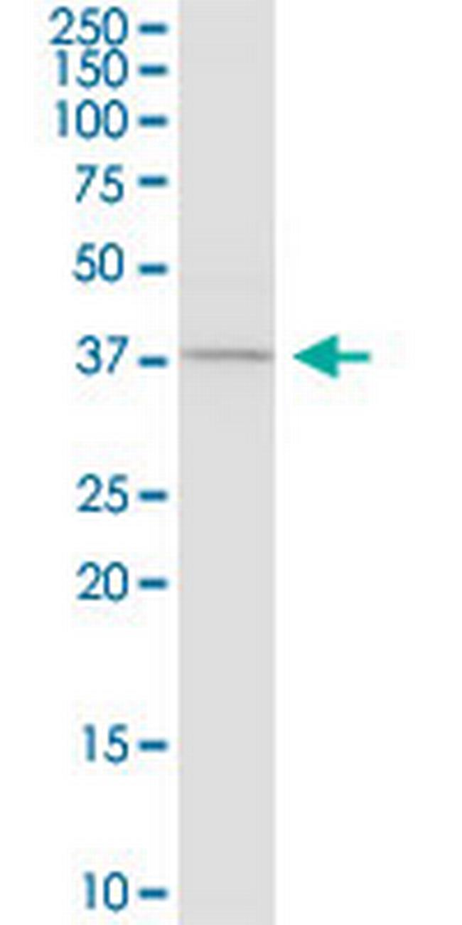 CASP4 Antibody in Western Blot (WB)