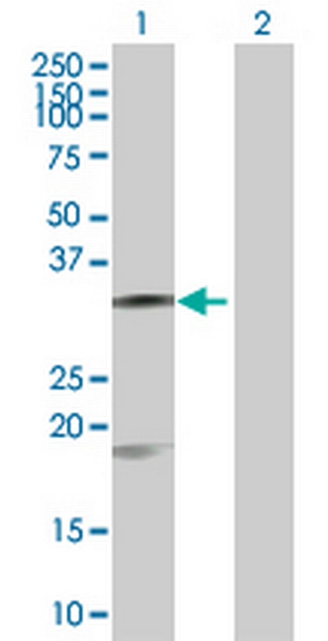 CASP7 Antibody in Western Blot (WB)