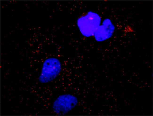 CASP9 Antibody in Proximity Ligation Assay (PLA) (PLA)