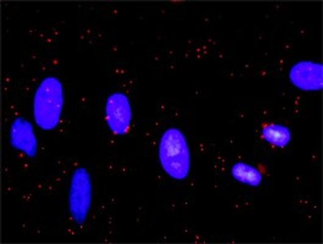 CASP9 Antibody in Proximity Ligation Assay (PLA) (PLA)