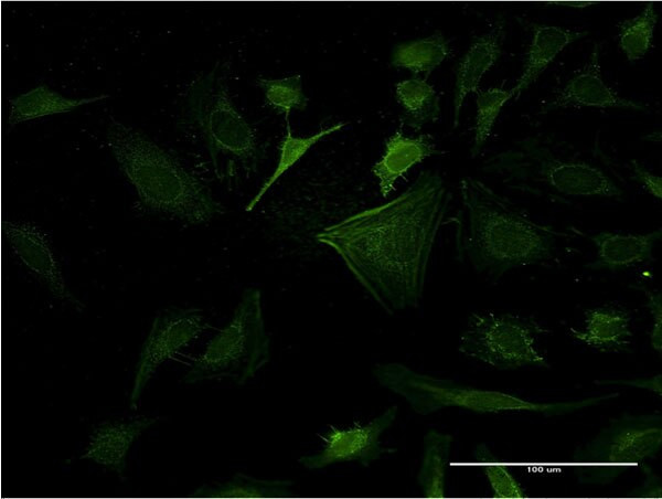 CASP10 Antibody in Immunocytochemistry (ICC/IF)