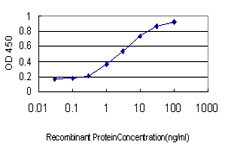 RUNX2 Antibody in ELISA (ELISA)