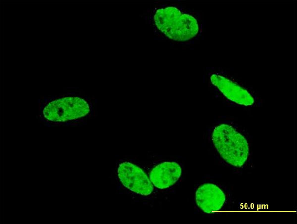 RUNX2 Antibody in Immunocytochemistry (ICC/IF)