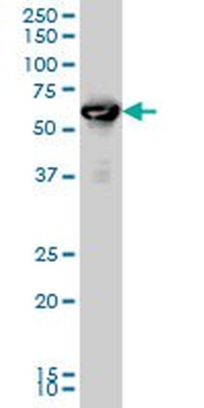 RUNX2 Antibody in Western Blot (WB)