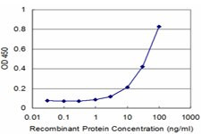 RUNX2 Antibody in ELISA (ELISA)