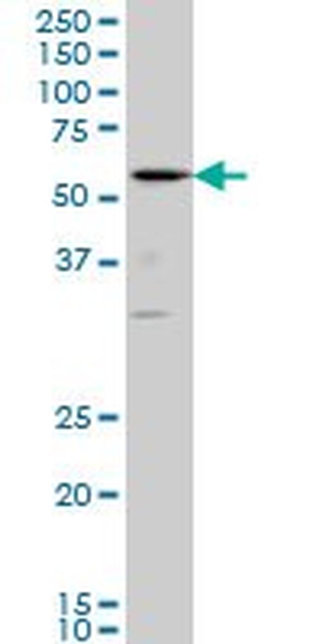 RUNX2 Antibody in Western Blot (WB)