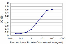 RUNX2 Antibody in ELISA (ELISA)