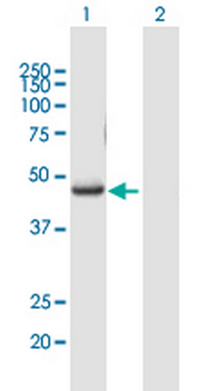 RUNX3 Antibody in Western Blot (WB)