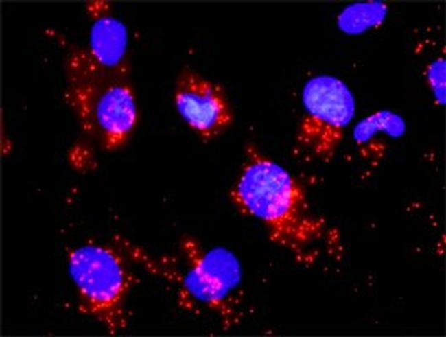 CCNB1 Antibody in Proximity Ligation Assay (PLA) (PLA)