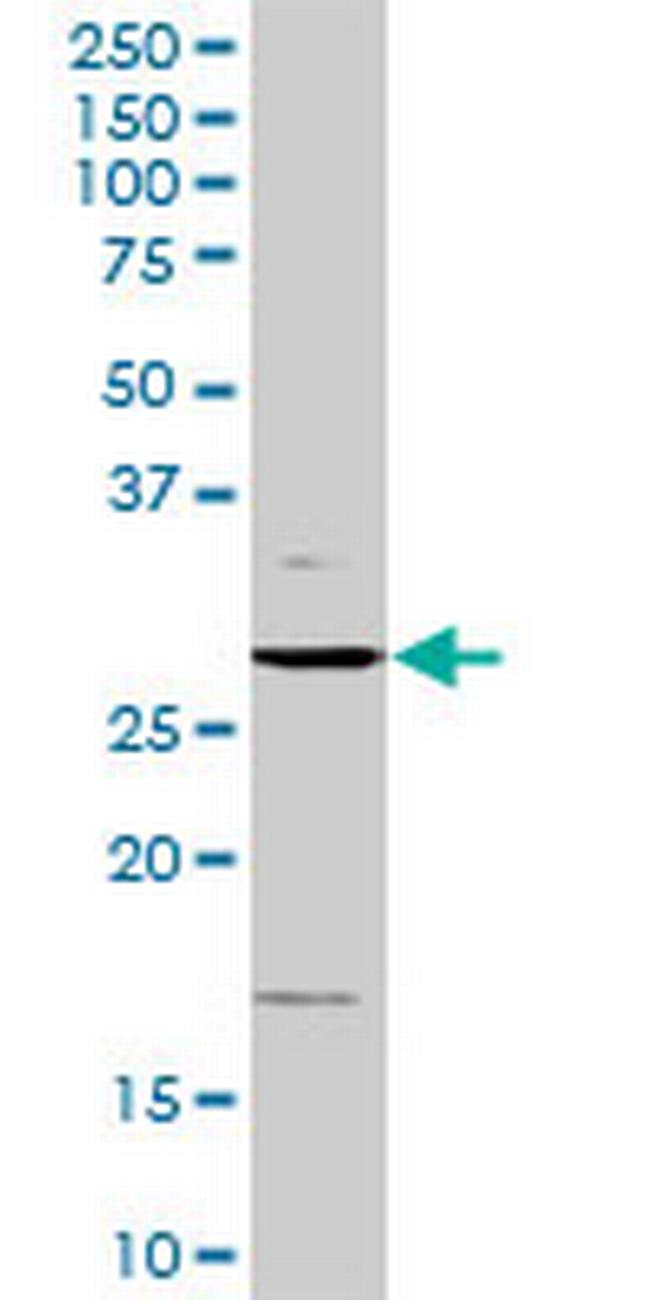 CCND3 Antibody in Western Blot (WB)