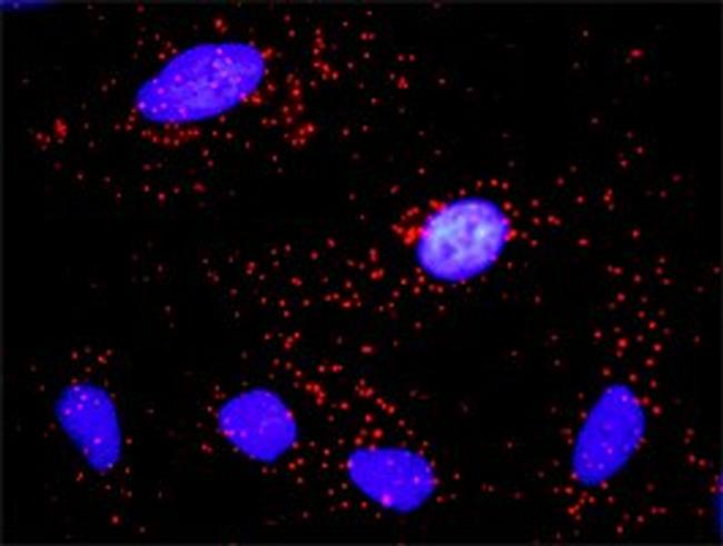 CCNE1 Antibody in Proximity Ligation Assay (PLA) (PLA)