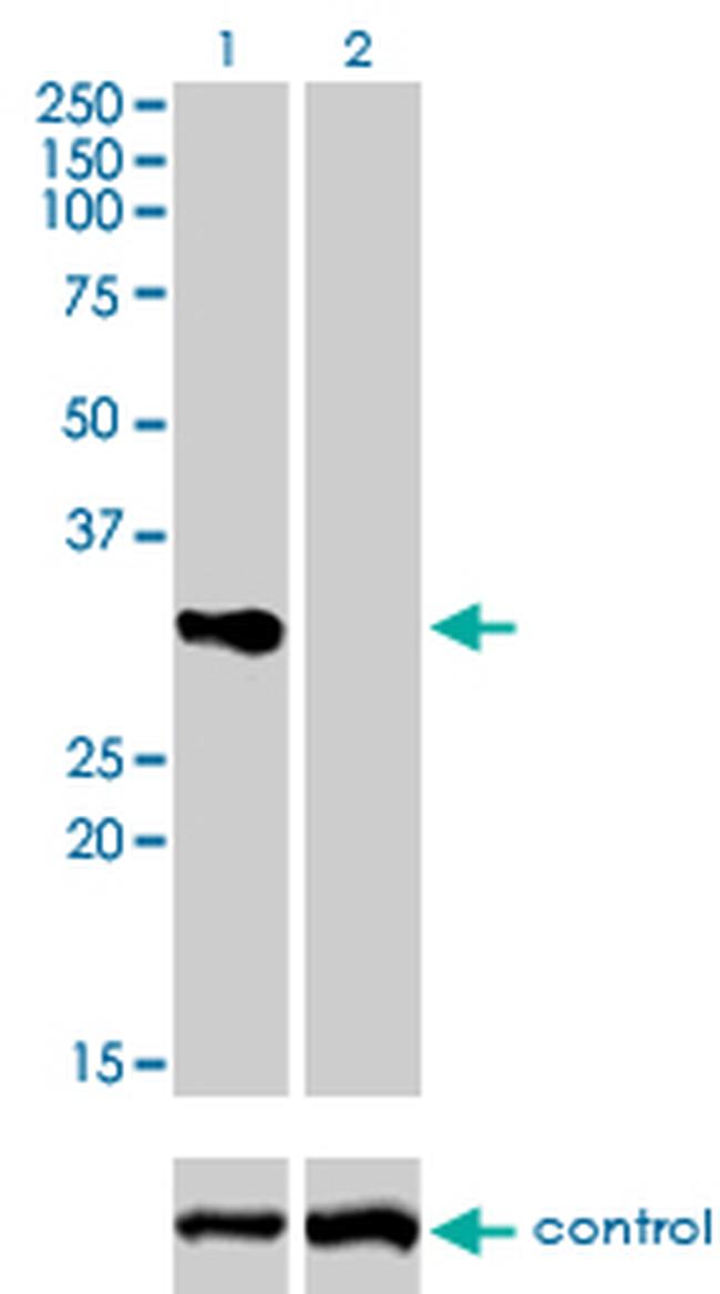 TNFRSF7 Antibody in Western Blot (WB)