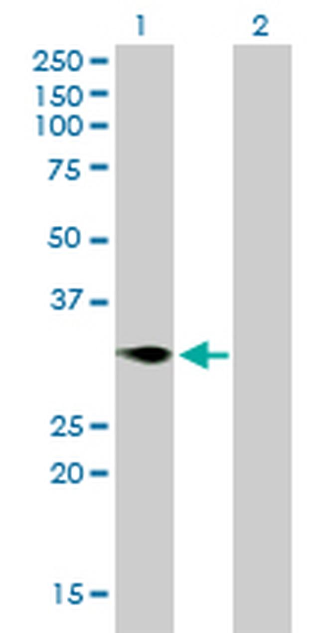 TNFRSF7 Antibody in Western Blot (WB)