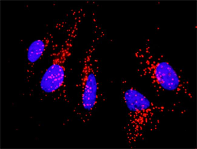 CD80 Antibody in Proximity Ligation Assay (PLA) (PLA)