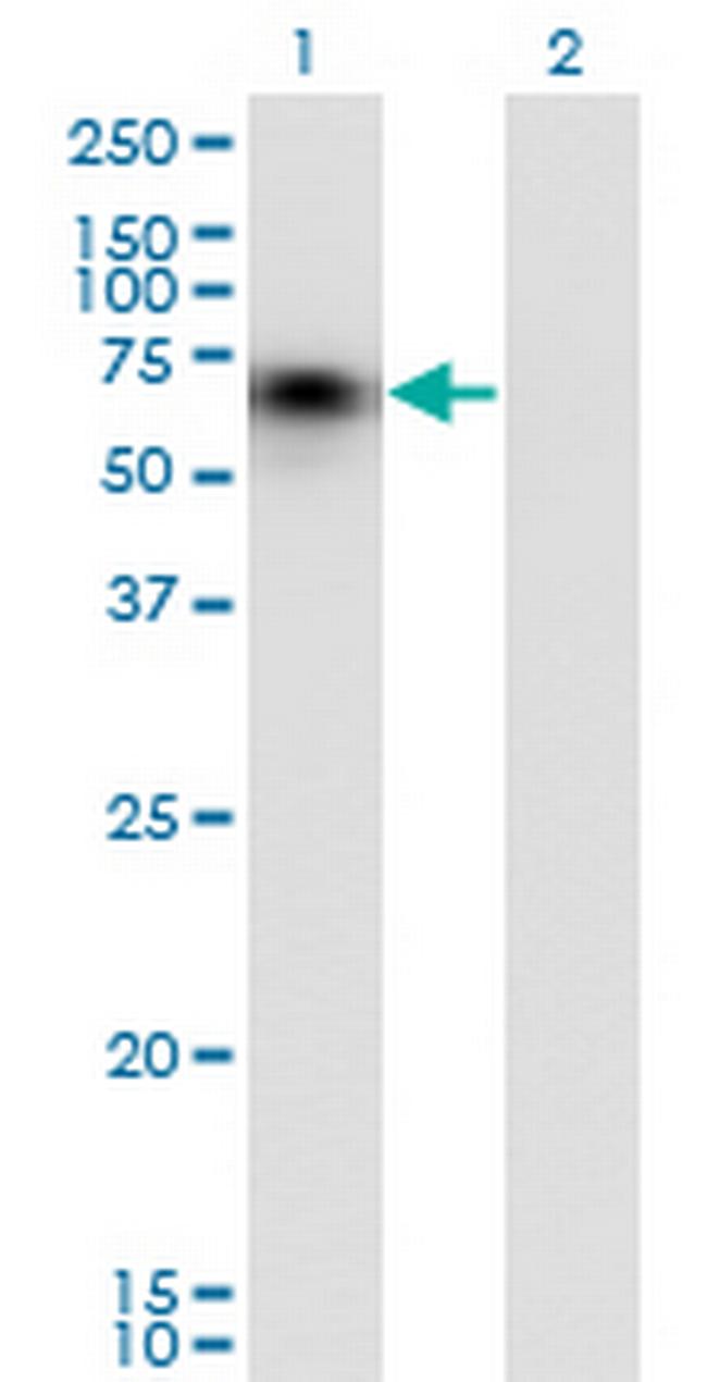 CD44 Antibody in Western Blot (WB)