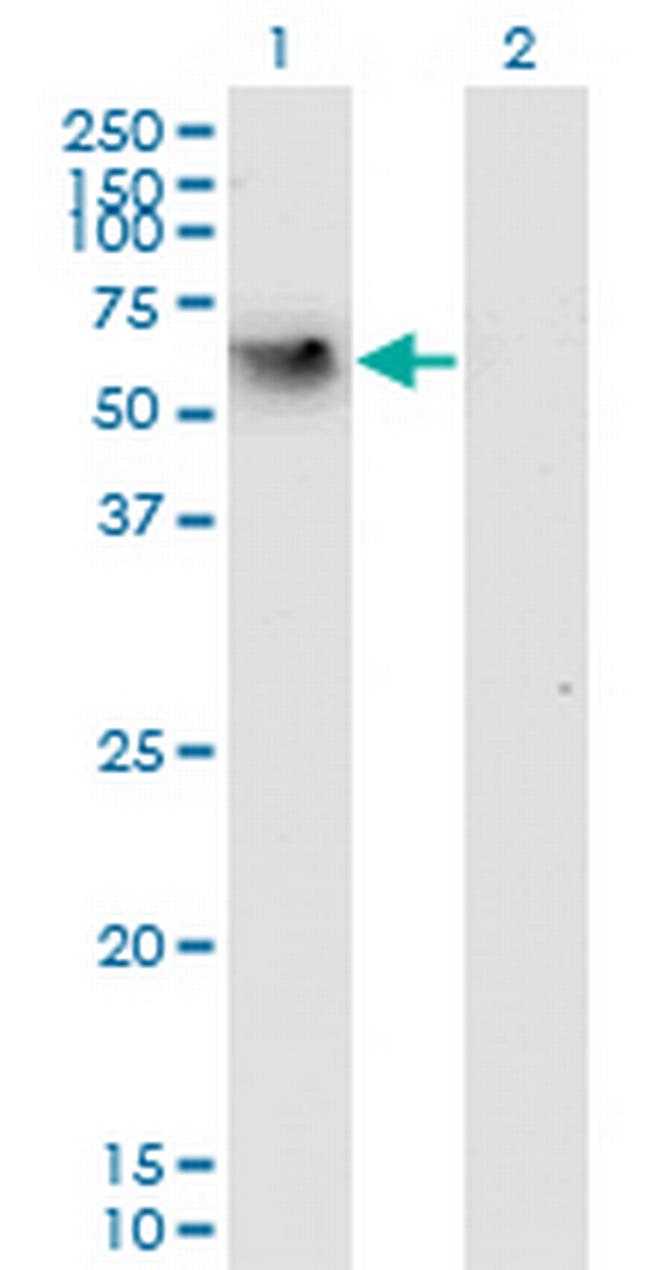 CD44 Antibody in Western Blot (WB)