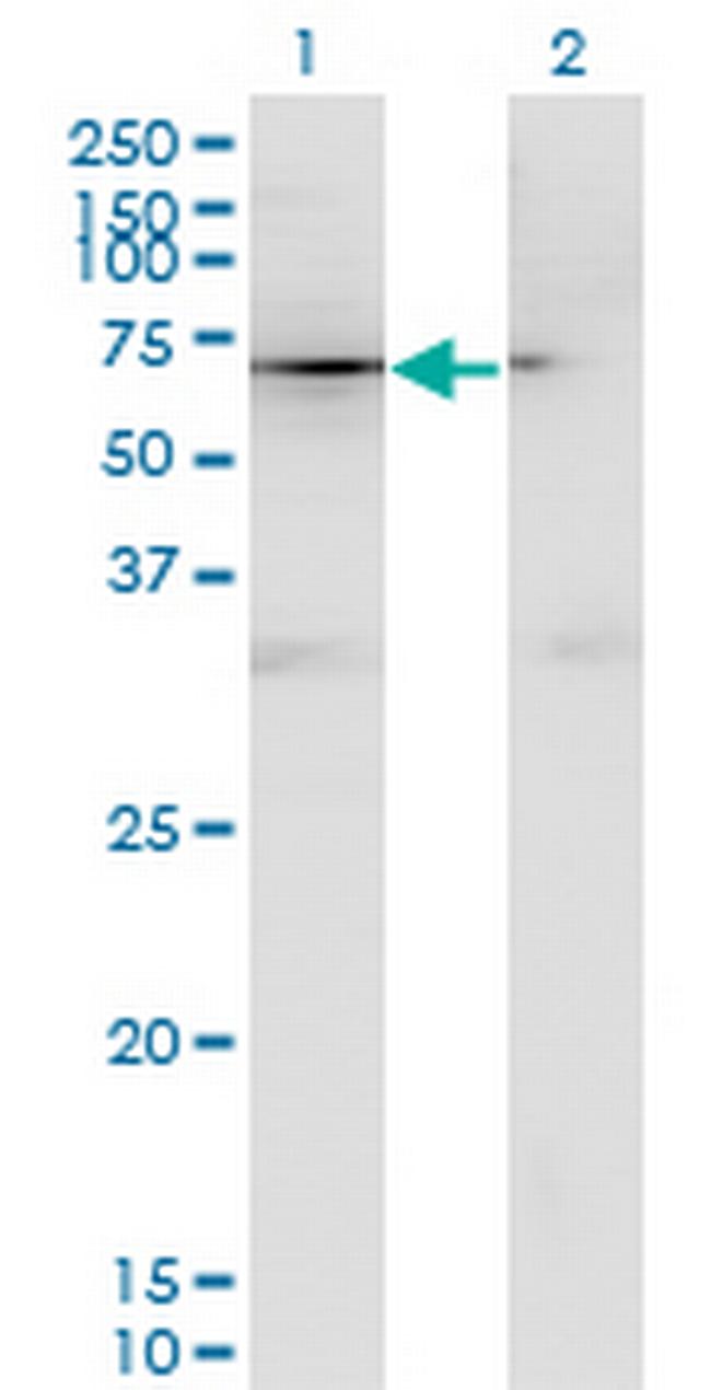 CD44 Antibody in Western Blot (WB)