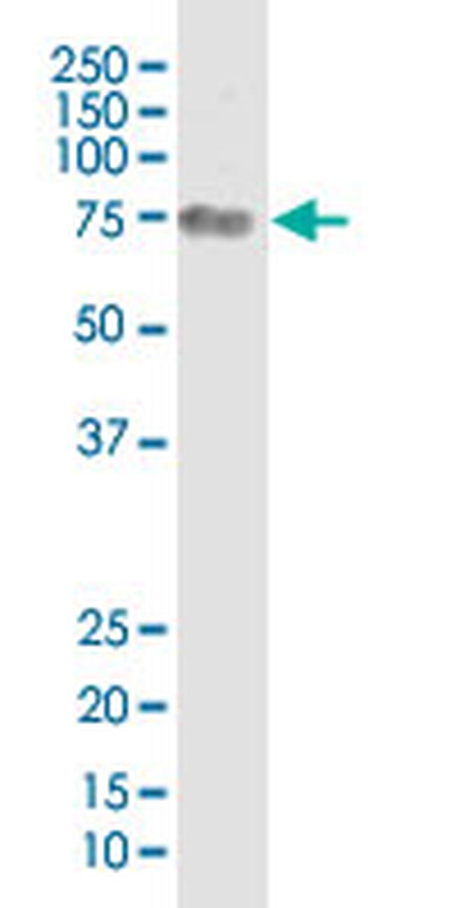 CD44 Antibody in Western Blot (WB)