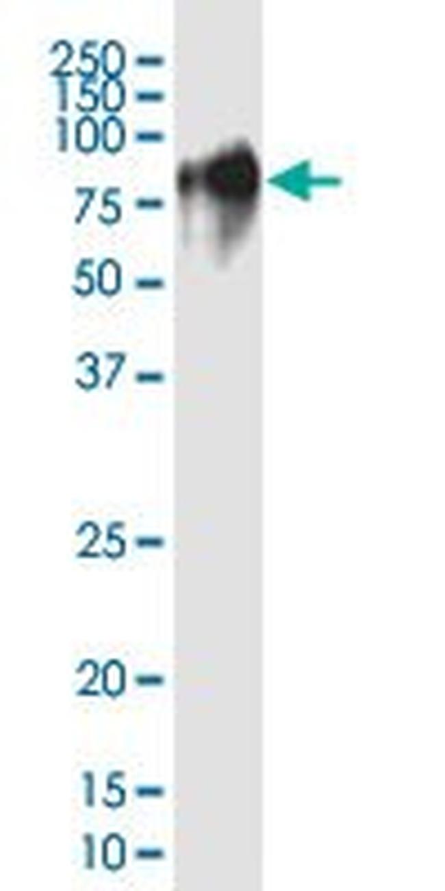 CD44 Antibody in Western Blot (WB)