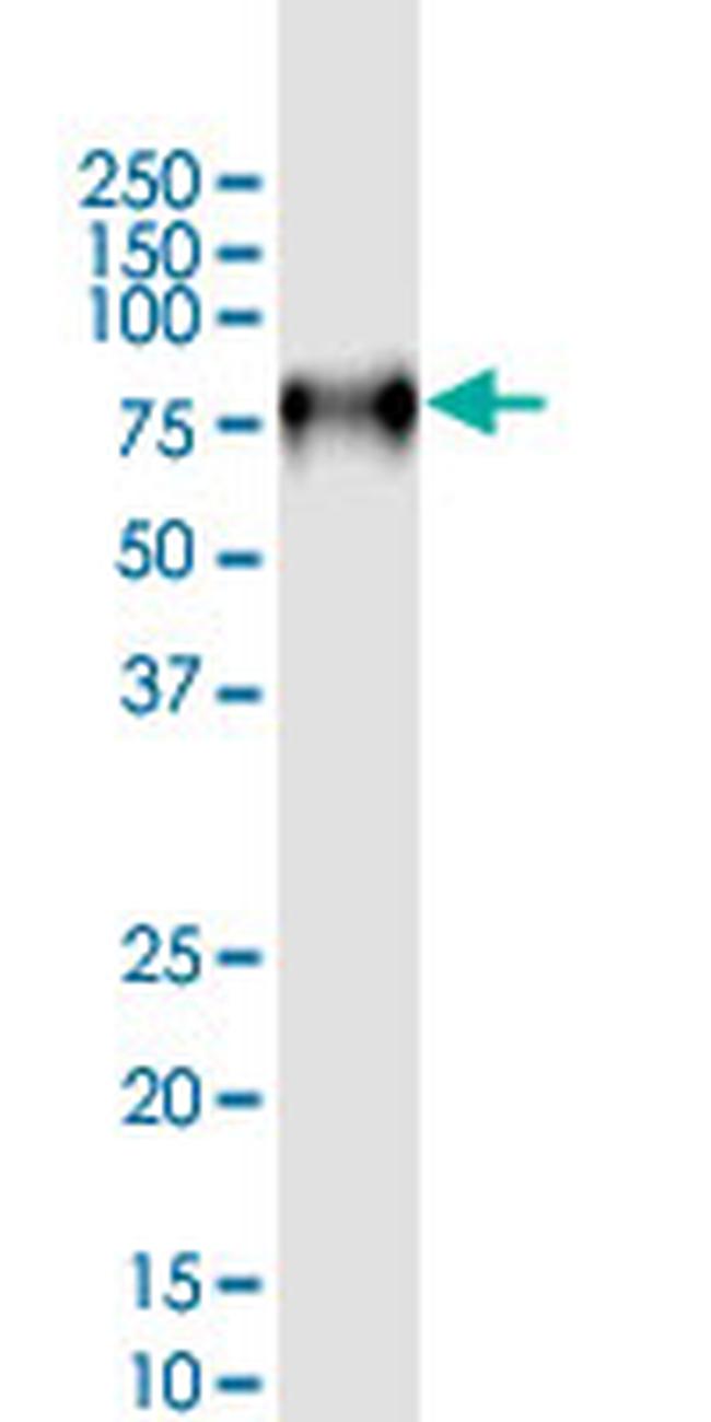 CD44 Antibody in Western Blot (WB)