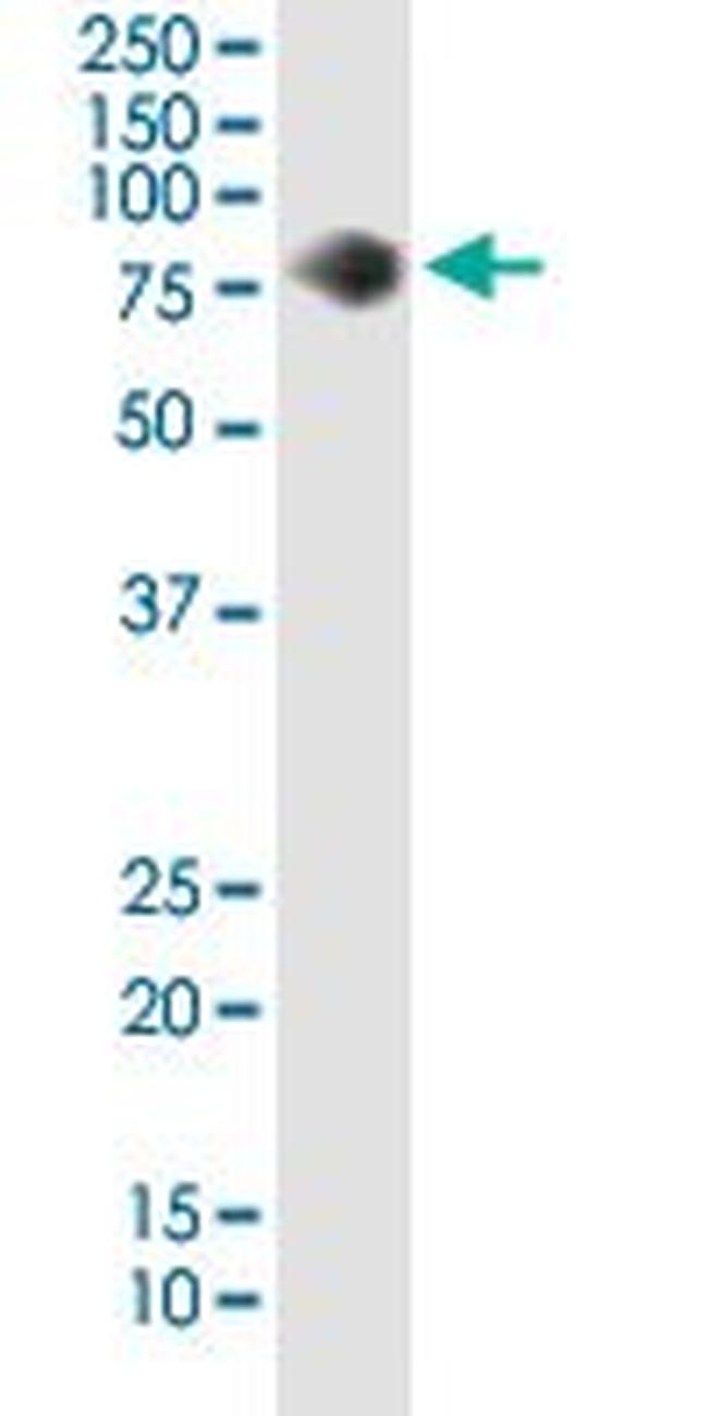 CD44 Antibody in Western Blot (WB)